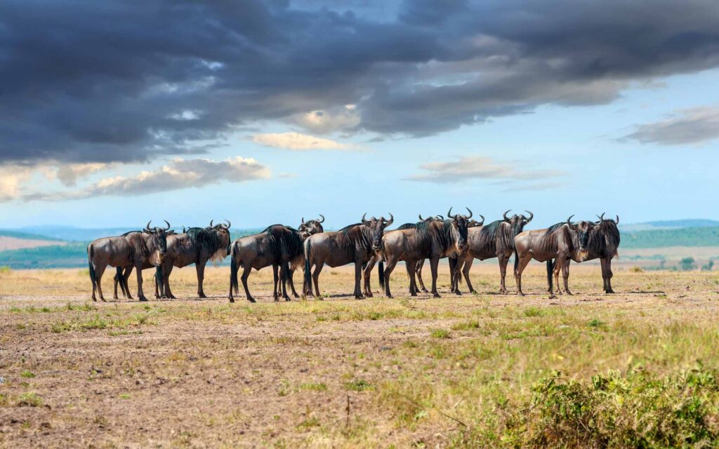 Wildebeest in National park of Africa